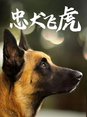 忠犬飞虎（33集）前十的短剧值得一看