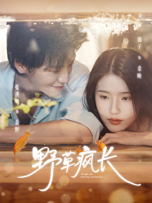 短剧《野草疯长》71集短剧高清全集免费在线观看