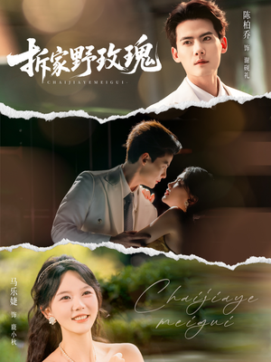 拆家野玫瑰（80集）在线观看短剧完整版