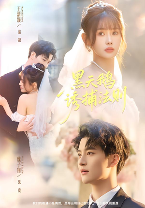 短剧《黑天鹅诱捕法册》80集短剧在线解锁全集不卡顿