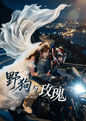 短剧《野狗与玫瑰》30集短剧免费在线看完整故事线